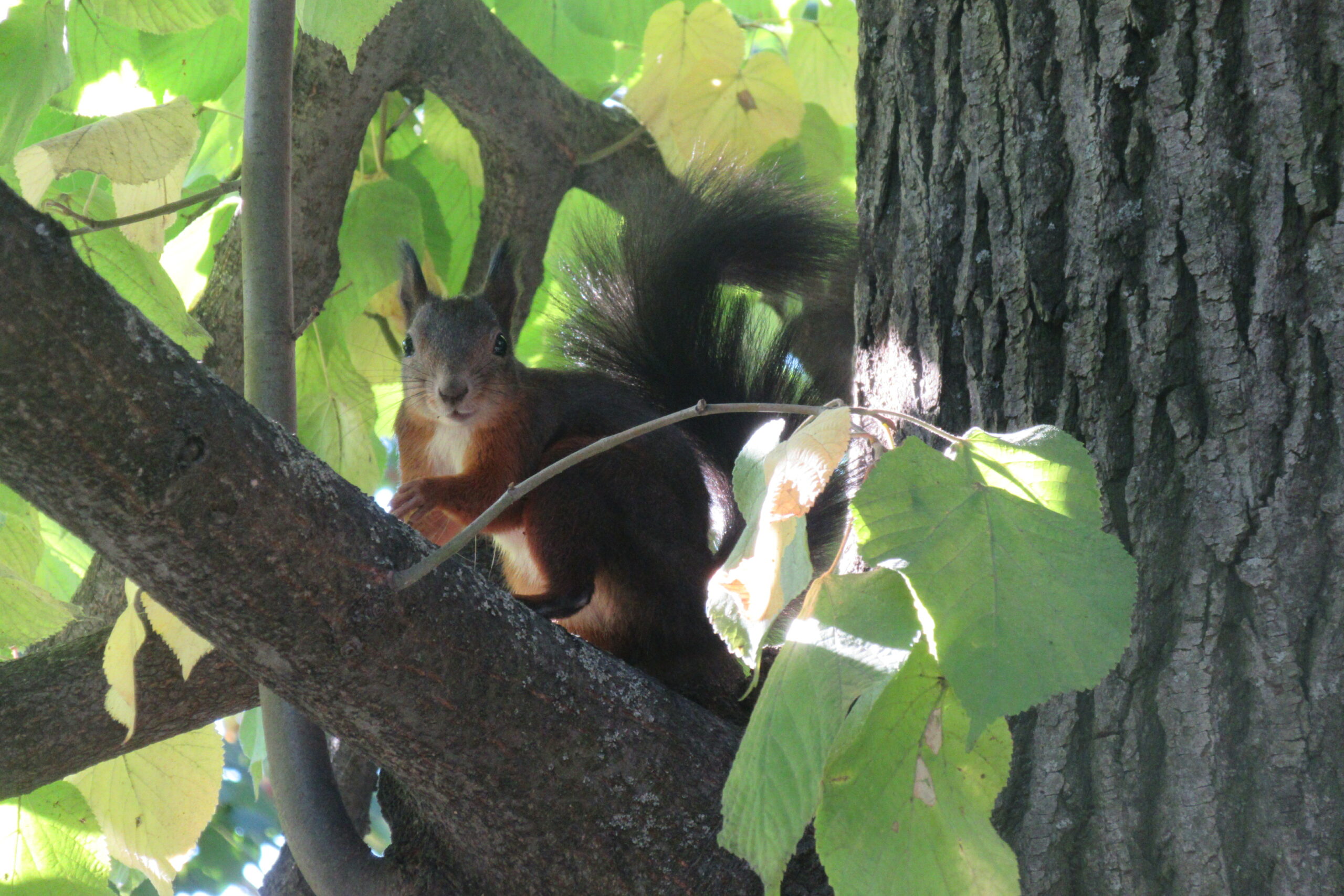 Ecureuil dans un arbre à Schonbrunn, Vienne