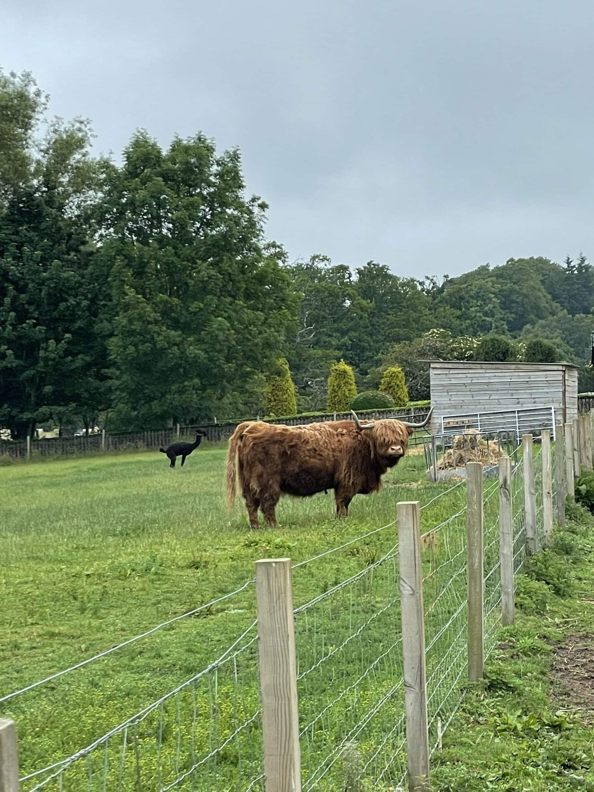 Vache Highland Cow sur la NC500 en Ecosse