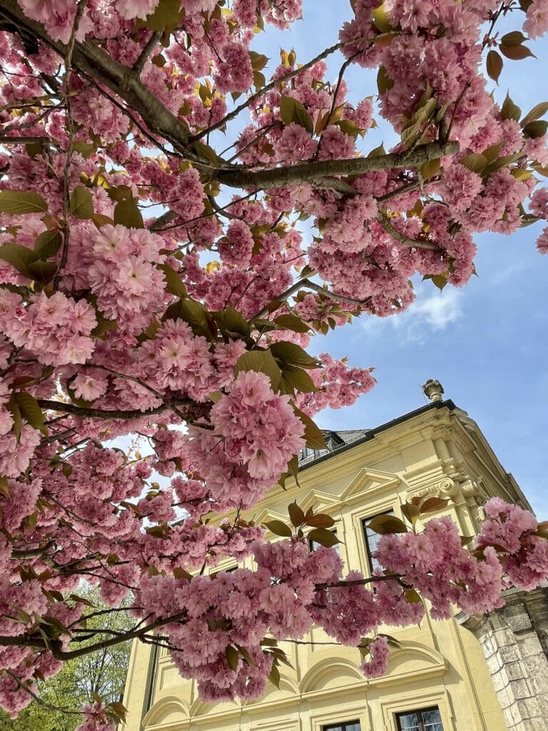 Fleurs de cerisier dans le jardin de la Résidence de Würzburg