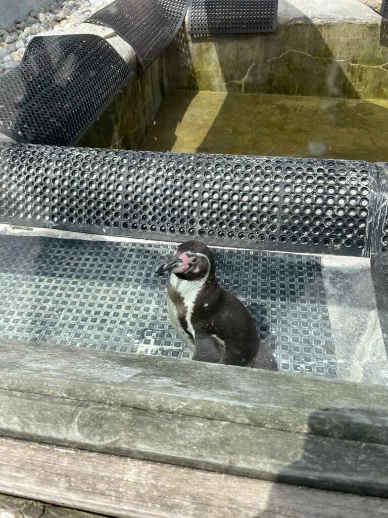 pinguin seal sanctuary cornwall